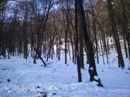 Brdský les
