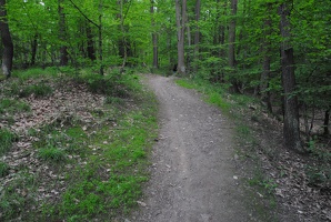 Lesní cesta na vrch Čihadla