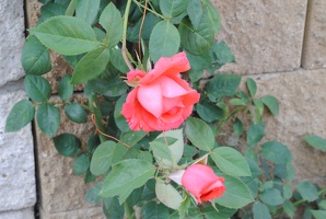 Růže ve Lhotě