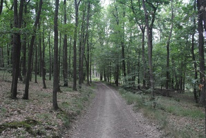 Les u Březové