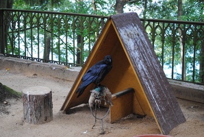 Výstava dravých ptáků u Konopiště