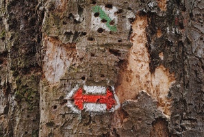 Značka na starím stromě