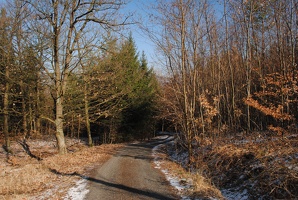 Lesní cesta v Brdech z Dobřichovic na rozcestí U Šraňku