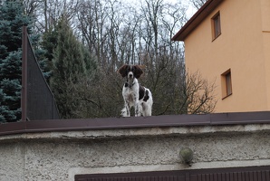Pes v Hloubětíně