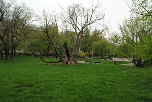 Památný strom na Karlově náměstí