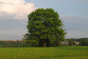 Strom nad Šáreckým údolím