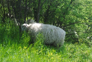 Ovce na Butovickém hradišti