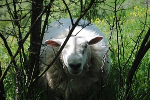 Ovce na Butovickém hradišti