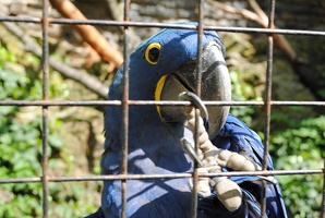 Papoušek Ara