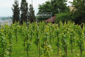 Vinice Máchalka