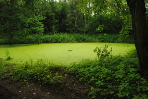 Rybník v Měcholupském lese