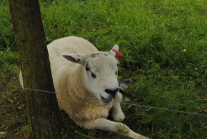 Ovce mezi Uhříněvsí a Hostivaří