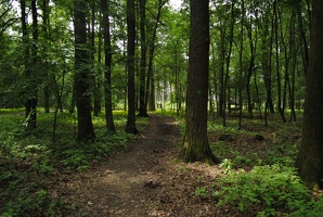 Milíčovský les