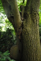 Bývalý hřbitov Liboc - kříž ve stromě