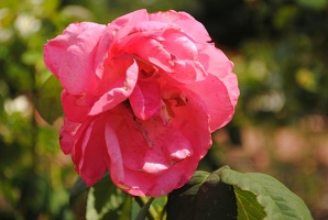 Růžová zahrada u Labe