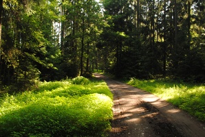 Janovický les