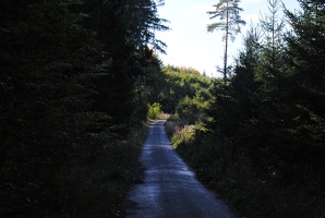 Lesní cesta na Homoli
