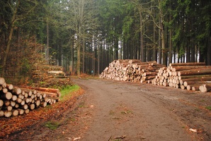 Les u Hněvkovické hájovny