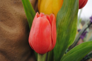 Tulipán na soše panny Marie u Žižkova vrchu
