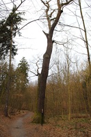 Památný strom v Kunratickém lese