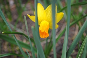 Rozkvetlý Narcis u Holyně