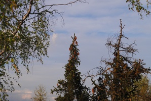 Šiška na stromě na Kozích hřbetech