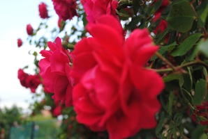 Růže v Litoměřické ulici v Proseku