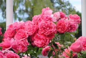 růže v růžové zahradě v Petřínských sadech