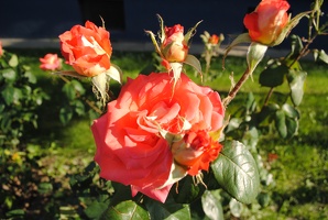 Růže na Višňovce
