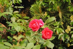 Růže v Braníku