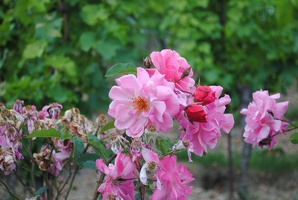 Růže v Botanické zahradě hlavního města Prahy