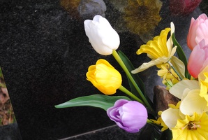 Tulipán na hřbitově Podolí