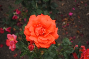 Růže v růžové zahradě na Petříně
