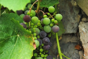 Víno v Prokopském údolí