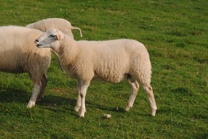 Ovce u Uhříněvsi