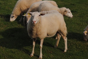Ovce u Uhříněvsi