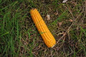 Kukuřice na poli u Kyjí