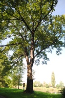 Památný strom v Brandýse nad Labem