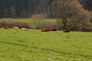 Stádo krav u osady Ledce