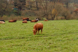 Stádo krav u osady Ledce
