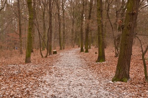Lesní cesta v Hlubočepích