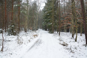 Lesní hřebenová cesta v Brdech u rozcestí U Šraňku