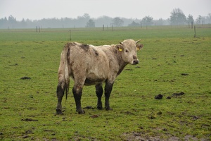 Kráva u obce Doubek