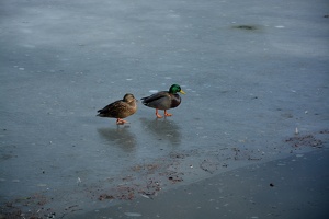 Kachny na zamrzlém Zámeckém rybníku v Mníšku pod Brdy