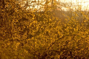 Zlatý déšť v Riegrových sadech