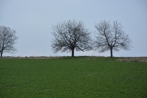 Strom uprostřed pole