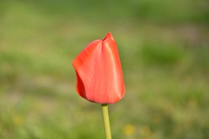 Tulipán na Karlštejně