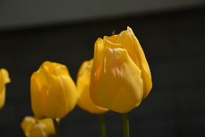 Rozkvetlé tulipány v Mšeckých Žehrovicích