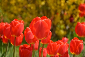 Rozkvetlé tulipány v Řevničově