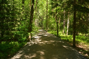 Lesní cesta u Struhařova